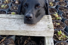 Falko(Bruno)1