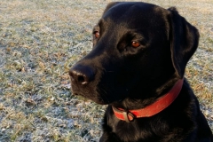 Falko(Bruno)3