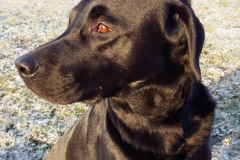 Falko(Bruno)4