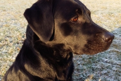 Falko(Bruno)5