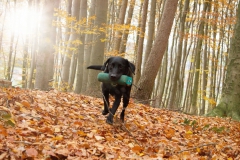 Fritz(Kalle)2