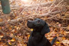 Fritz(Kalle)3