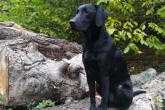 Fritz(Kalle)4