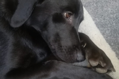 Fritz(Kalle)5