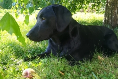 Fritz(Kalle)6